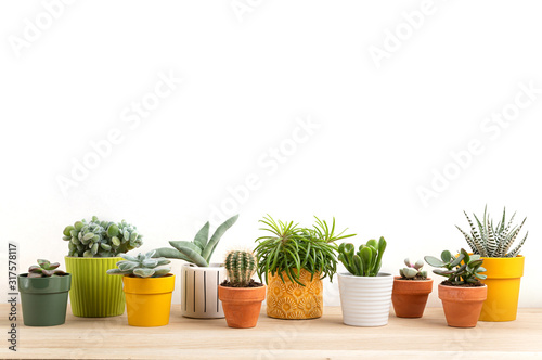 Collection of various succulents and plants in colored pots. Potted cactus and house plants against light wall. The stylish interior home garden