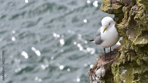 Black-legged kittiwake (Rissa tridactyla) resting on rock ledge in sea cliff face at seabird colony, Scotland, UK photo