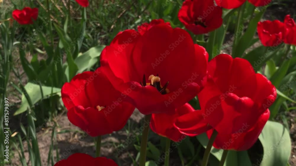 4кred tulips flowers blooming in a garden. Red tulips planted in garden. Springtime garden. Colorful tulips in flower bed. Beautiful spring flower tulips in garden 4кred tulips flowers blooming in a garden. Red tulips planted in garden. Springtime garden. Colorful tulips in flower bed. Beautiful spring flower tulips in garden