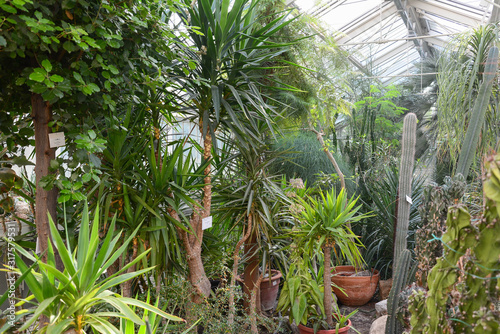 View of a beautiful botanical garden with diverse plant life. View of an old tropical greenhouse with evergreen plants, palms, lianas on a sunny day with beautiful light