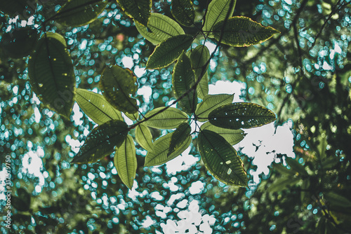 Folk Green Leaf Tropical Foliage Plant Nature Leaves on bright background