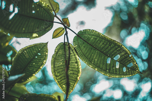 Folk Green Leaf Tropical Foliage Plant Nature Leaves on bright background