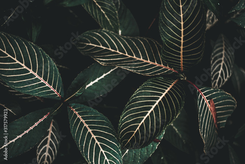 Folk Green Leaf Tropical Foliage Plant Nature Leaves on dark background