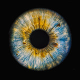 human iris