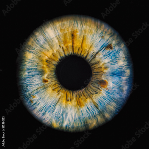 human iris photo