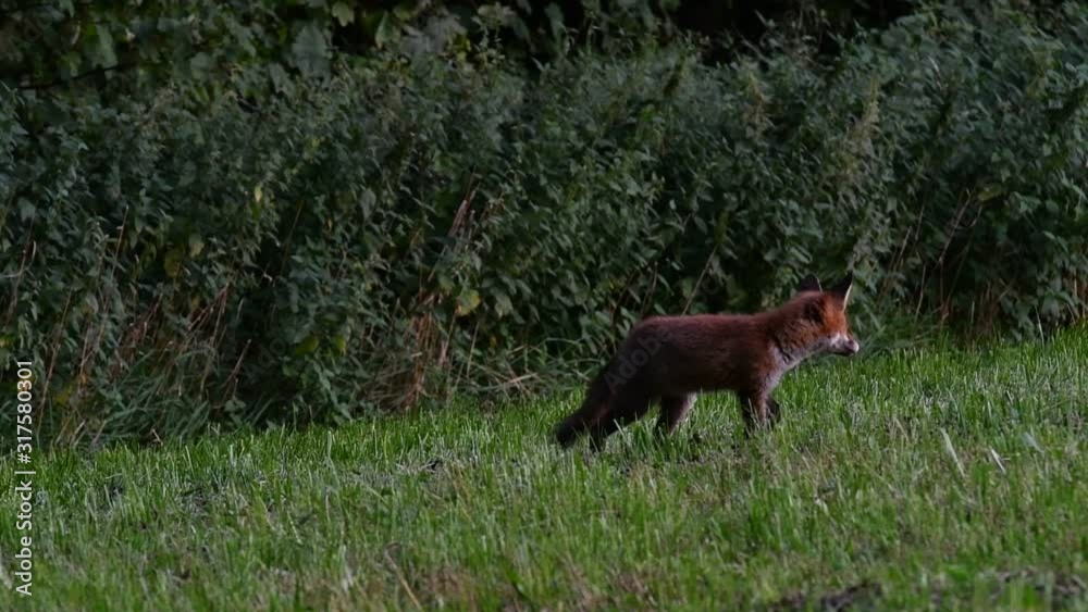 Juvenile red fox (Vulpes vulpes) in meadow at forest's edge at dusk in late summer / early autumn Juvenile red fox (Vulpes vulpes) in meadow at forest's edge at dusk in late summer / early autumn