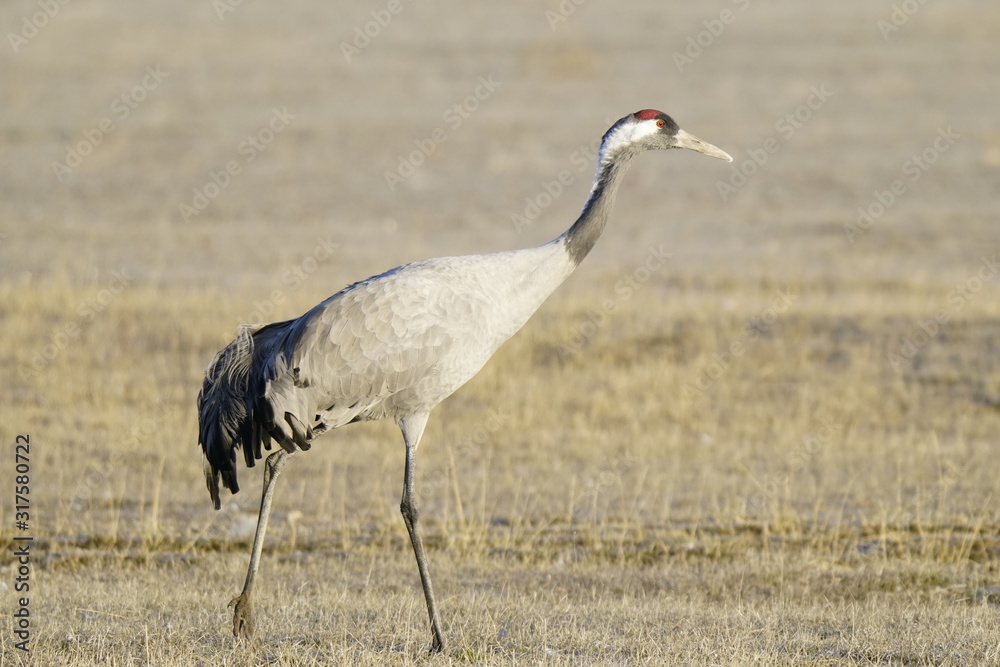 Naklejka premium common crane