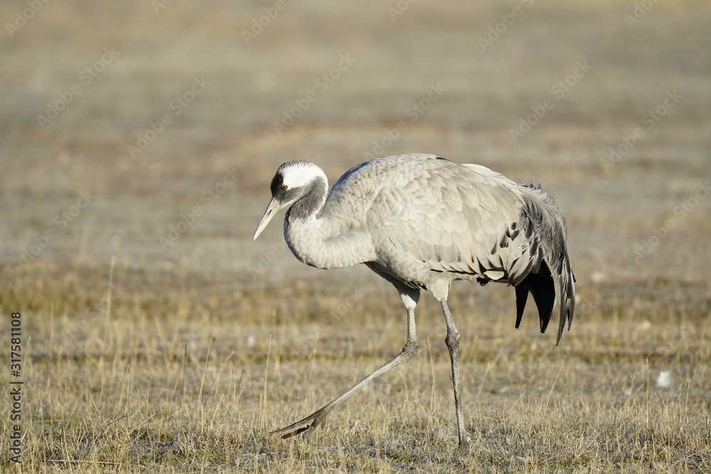 Fototapeta premium common crane