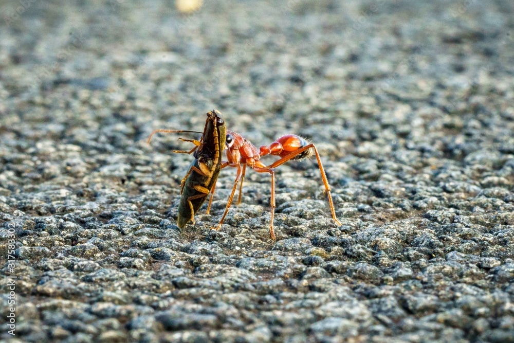 red bulldog ant, australia red bulldog ant, australia