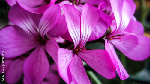 Pink geranium flower close-up macro. Home spring houseplant © Karamelity