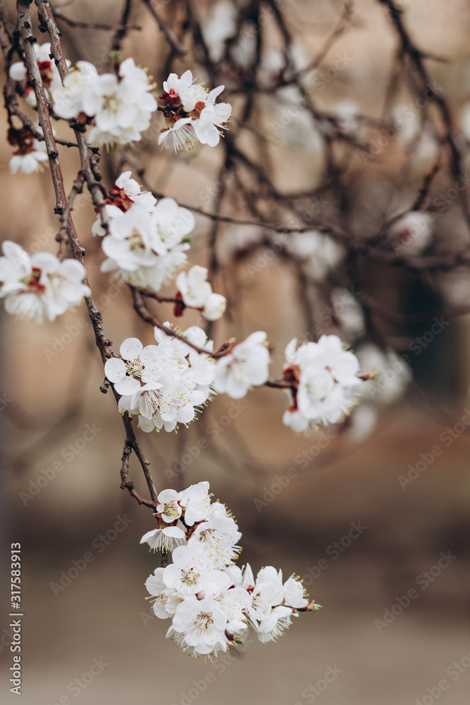 flowering apricot branch on a blurred background. Spring background. Blooming fruit tree. white apricot flowers. A branch with many buds outdoors.