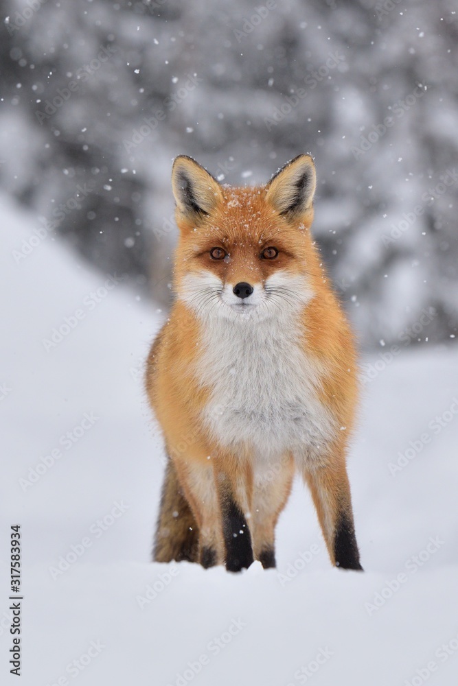 Fototapeta premium Red fox ( vulpes vulpes ) in the snowfall and natural winter environmental