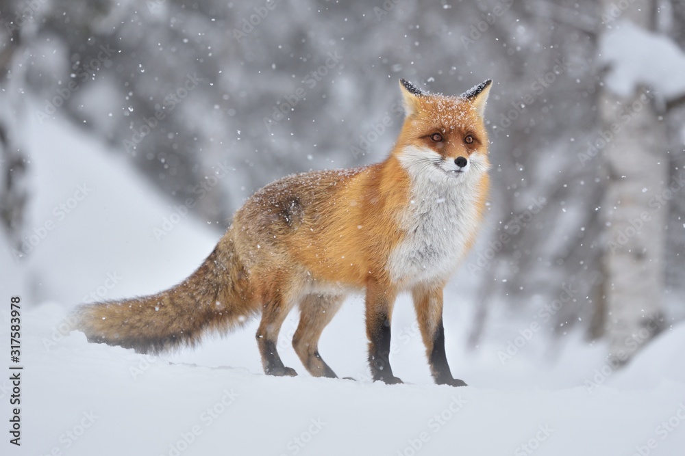 Red fox ( vulpes vulpes ) in the snowfall and natural winter environmental Red fox ( vulpes vulpes ) in the snowfall and natural winter environmental
