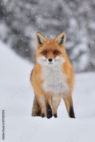 Red fox ( vulpes vulpes ) in the snowfall and natural winter environmental