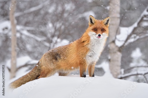 Red fox ( vulpes vulpes ) in the snowfall and natural winter environmental