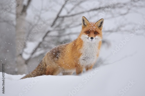 Red fox ( vulpes vulpes ) in the snowfall and natural winter environmental