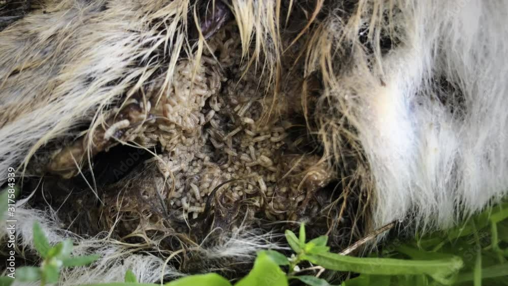 video of maggots eating intestines of dead animal looks disgusting ...