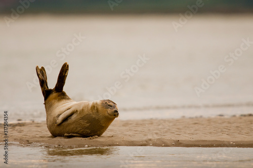 Phoque en Baie de Somme