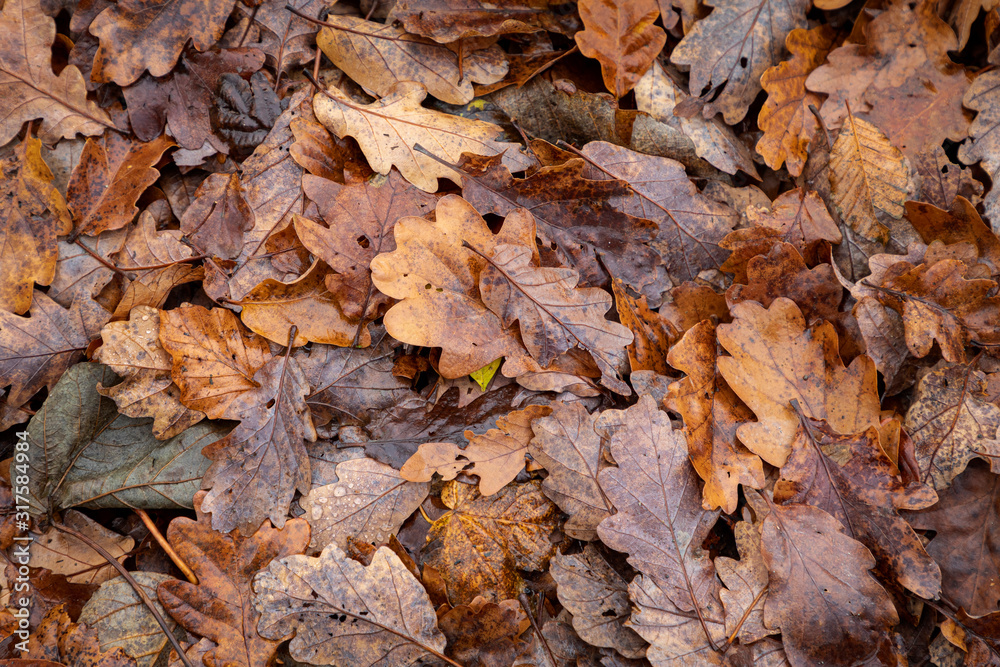 Fallen leaves