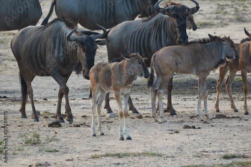 Herd of wildebeest with young animals