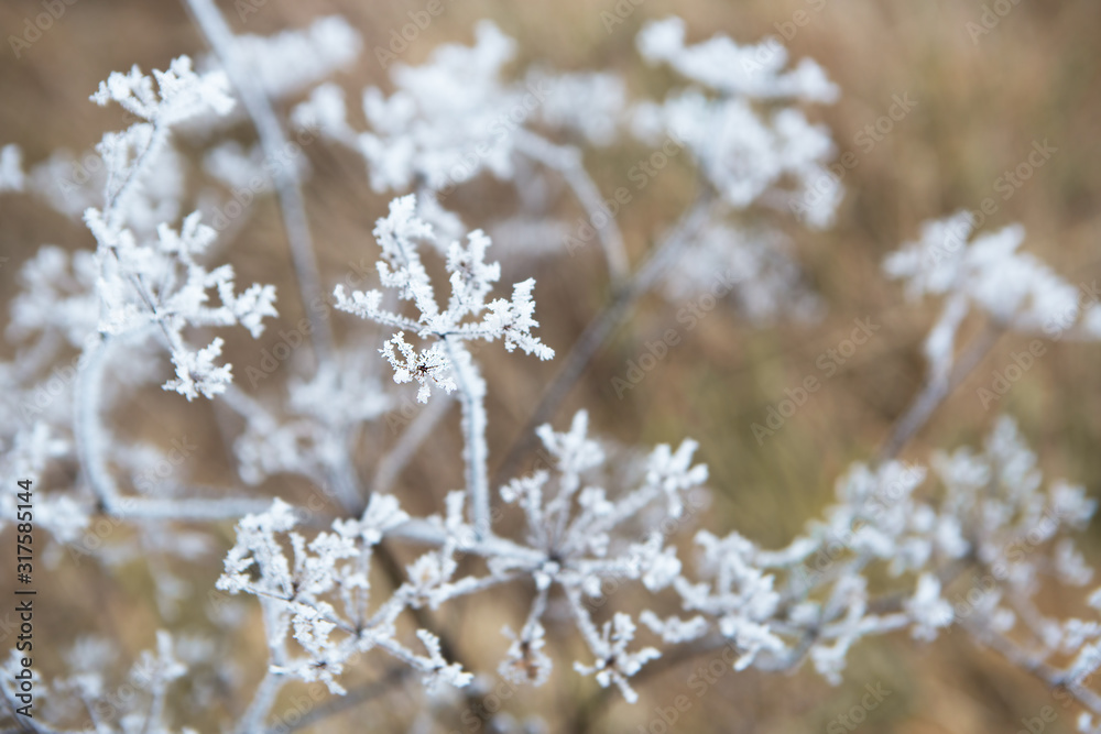 Close up of flower covered with ice and snow Close up of flower covered with ice and snow