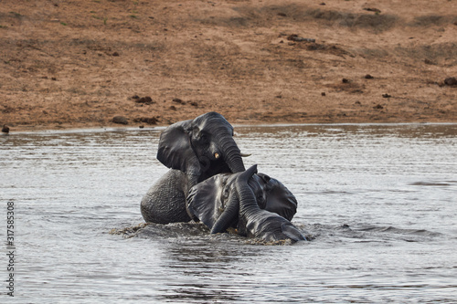 Herd of swimming African Elephants