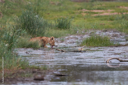 Lion cub drinks from the river