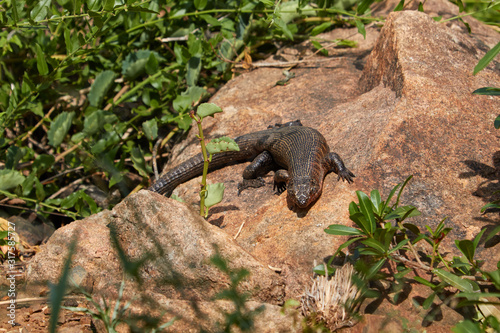 Giant Plated Lizard on a rock © Lennjo