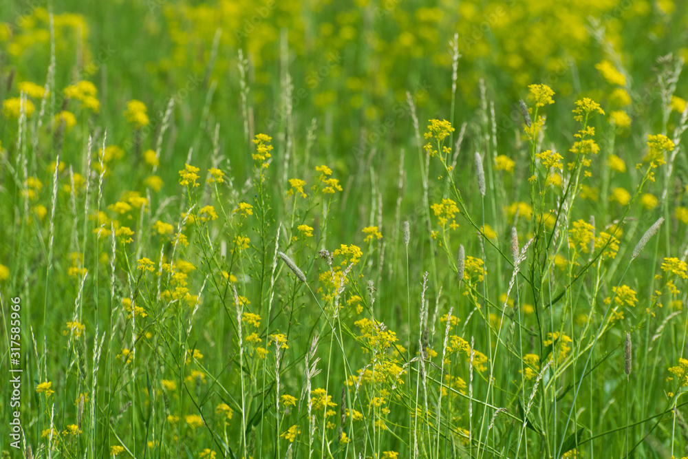 Meadow with yellow summer flowers