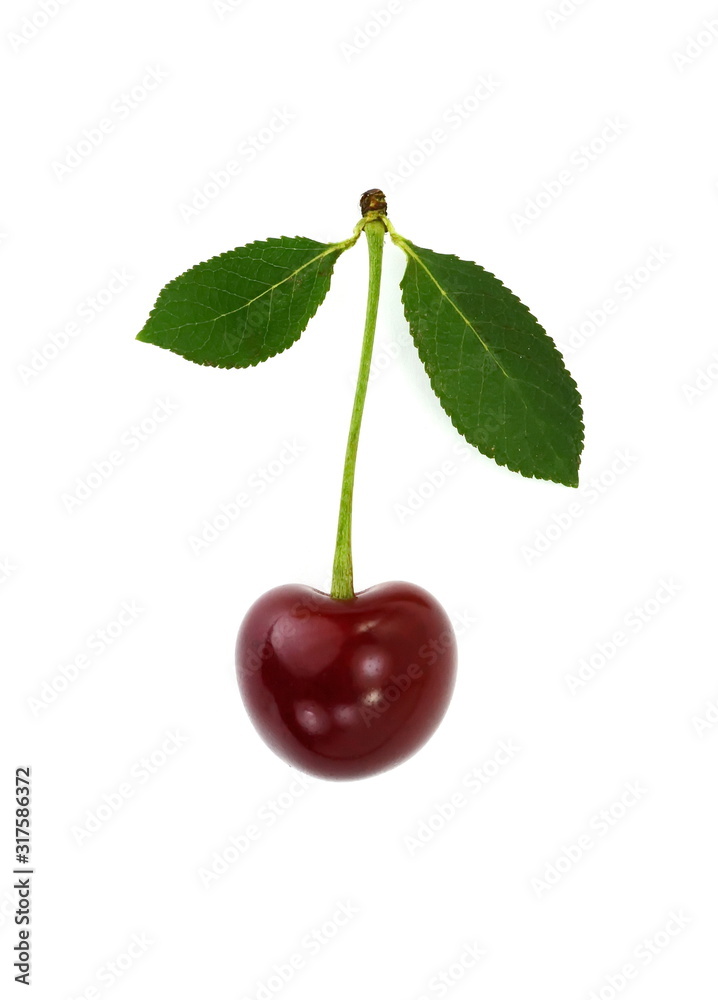 sweet cherries isolated on the white background sweet cherries isolated on the white background