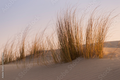 Les dunes du Marquenterre    Saint-Quentin-en-Tourmont