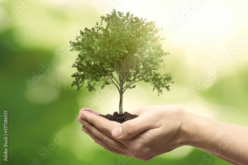 Hand holding tree. Save nature, ecology concept