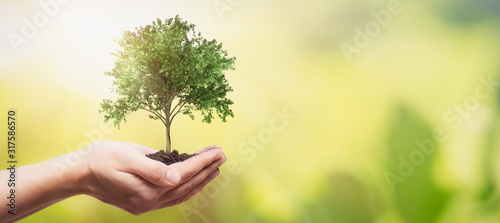 Hand holding tree. Save nature, ecology concept