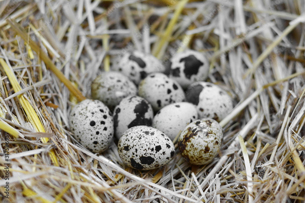Quail eggs in a straw nest Quail eggs in a straw nest