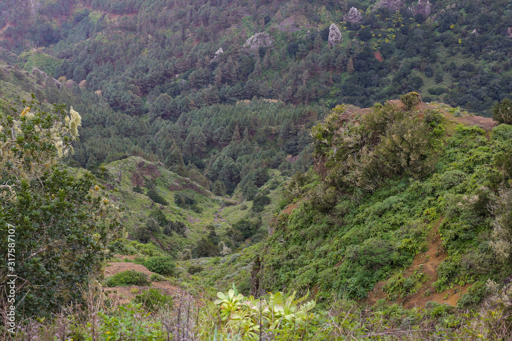 Fototapeta premium Scenery valley in Spain.Nature landscape. Cactus,vegetation and sunset panorama in Tenerife