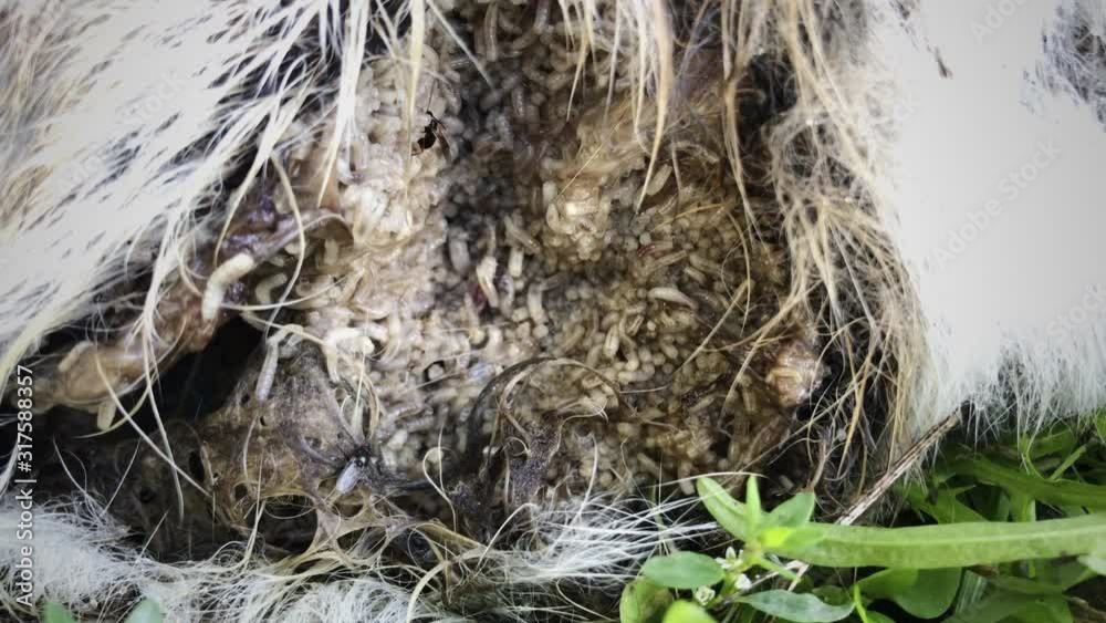 video of maggots eating intestines of dead animal looks disgusting ...