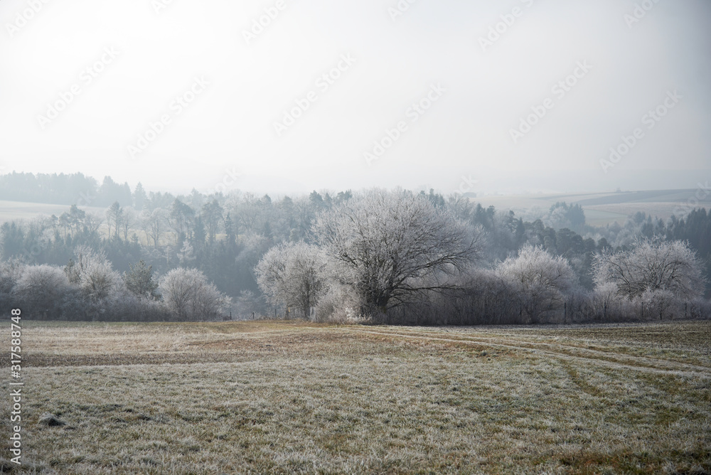 Winterliches Feld mit Baumlinie