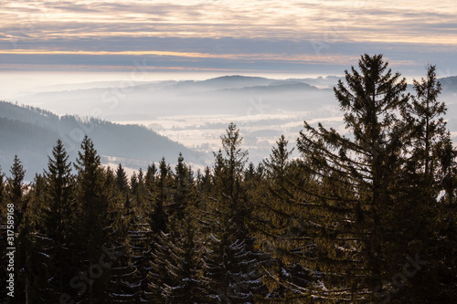 Forest in front of hills covered by fog.