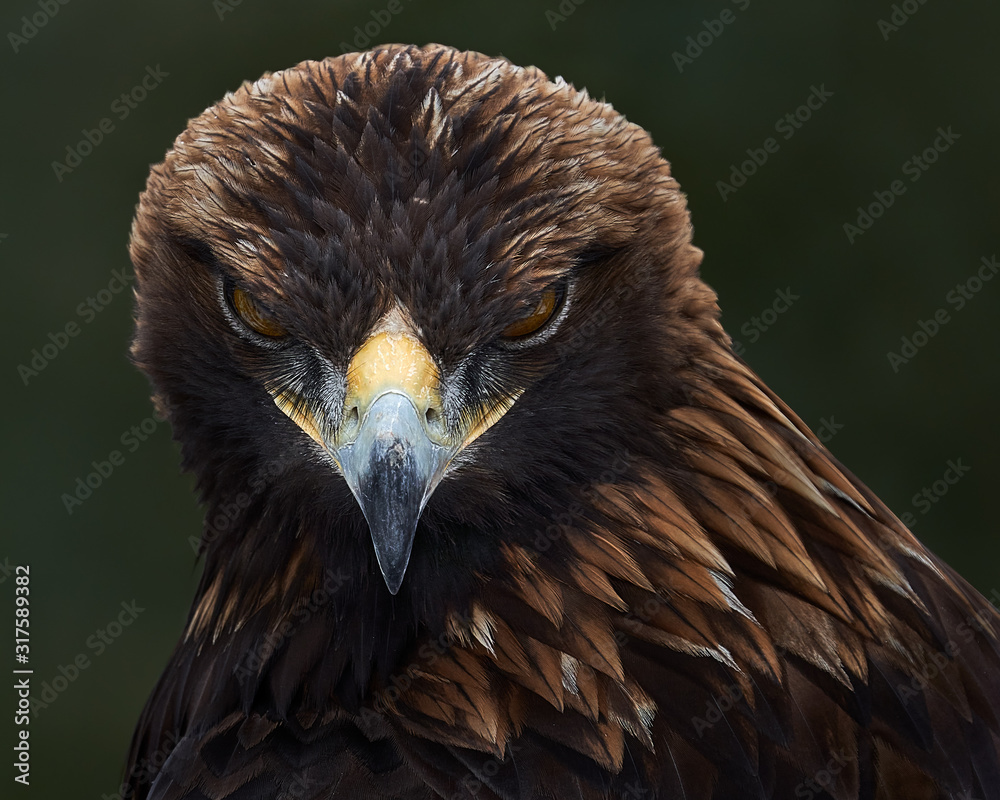 Fototapeta premium Golden Eagle II