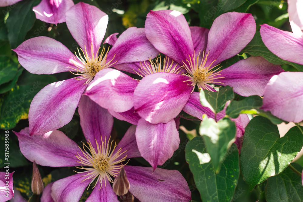 Pink clematis blooming flowers background Pink clematis blooming flowers background