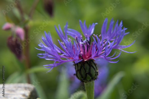 A violet devil's claw