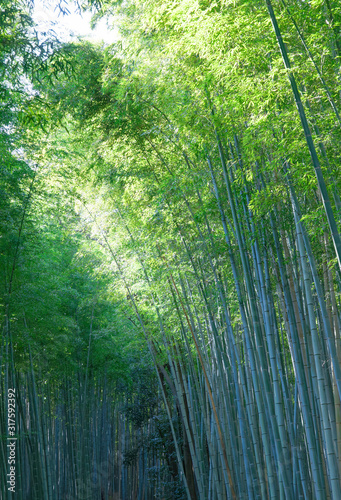 Japanese bamboo forest in Arashiyama close to Kyoto