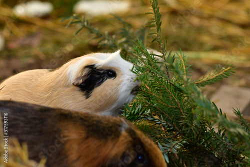 cute blonde sea pig eats spruce needles 