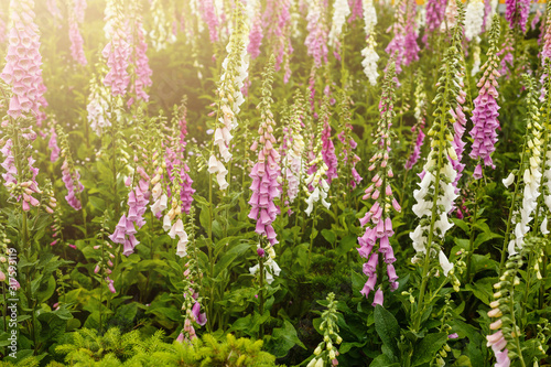 purple and white bells background