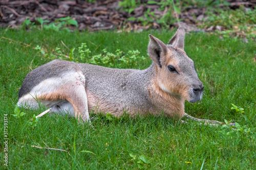 Patagonian mara (Dolichotis patagonum), a relatively large rodent found in open and semiopen habitats in Argentina