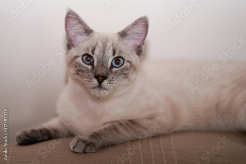 purebred Siamese cat lying on home sofawith blue eyes