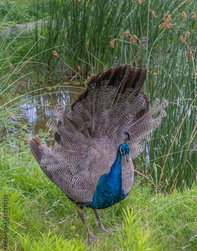 Young Indian peacock (Pavo cristatus) practicing the coutship display.