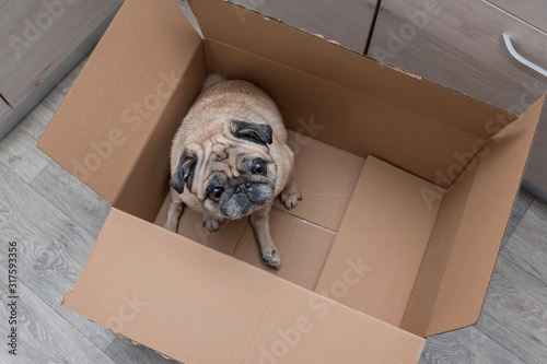 Cute old pug dog in brown carton box in home interior.