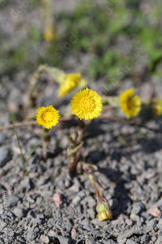 Coltsfoot (tussilago farfara) flowers photographed in southern Finland during early spring. Cute and small yellow flowers with brown / green ground of the background. Sunny spring day. Color photo.