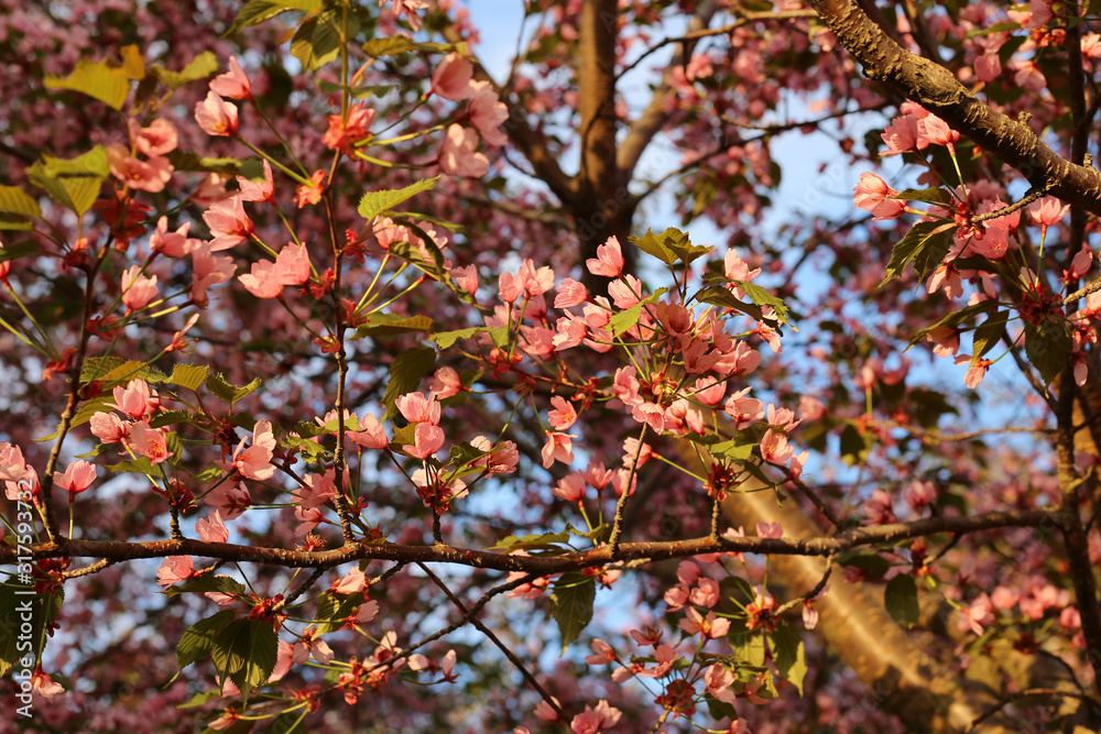 Cherry tree branch with cute pink sakura blossoms and some green leaves. Photographed during a sunny spring afternoon in Helsinki, Finland. Beautiful Japanese traditional flowers bringing a lot of joy Cherry tree branch with cute pink sakura blossoms and some green leaves. Photographed during a sunny spring afternoon in Helsinki, Finland. Beautiful Japanese traditional flowers bringing a lot of joy